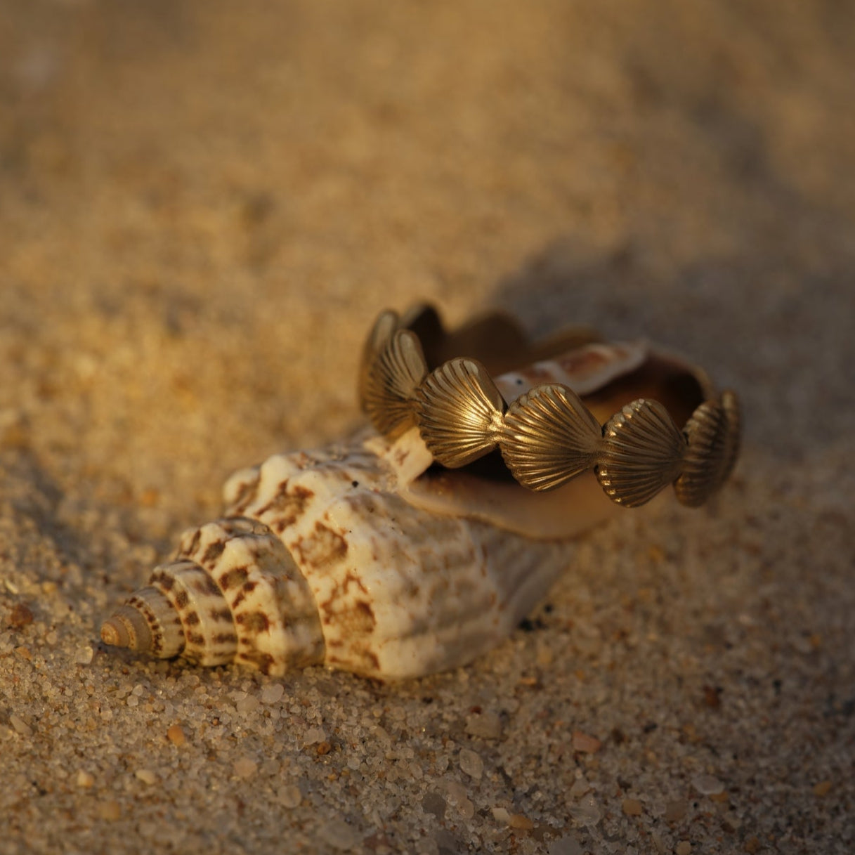Open Shell Ring
